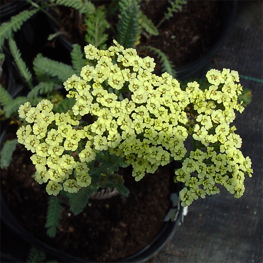 Achillea x kellereri - Click Image to Close